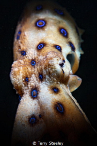 Snooted blue ring octopus.
— Subal underwater housing, C... by Terry Steeley 